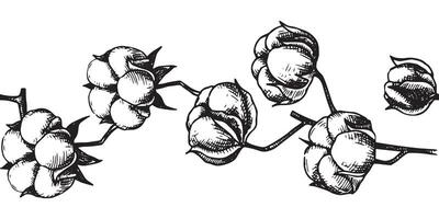 seamless border of cotton branches. cotton bolls, frame in sketch style, vintage vector