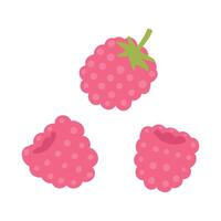 Pink raspberries illustration on white background, cartoon style, isolated, fresh and vibrant vector