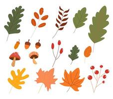 Hand-drawn autumn element collection, maple leaf, acorn, oak leaf, and mushroom vector
