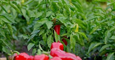 Fresh Red Bell Peppers in Wooden Crate video