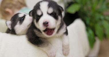 Adorable Husky Puppy With Child in Background video
