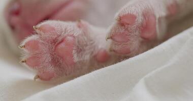 Close-up of Newborn Puppy Paws on Cloth video