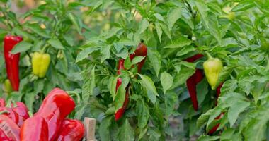 Hand Picking Fresh Red Peppers in Garden video