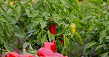 Fresh Red Bell Peppers in Wooden Crate video