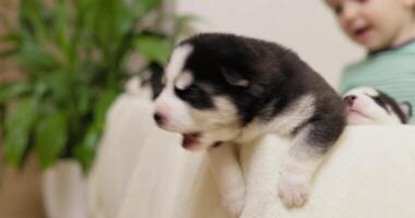 Adorable Husky Puppy With Child in Background video