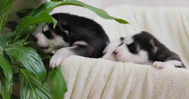 Siberian Husky puppies with distinctive facial markings peering over soft blanket. video