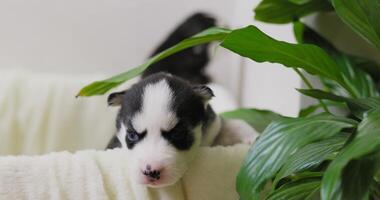 Siberian Husky puppies with distinctive facial markings peering over soft blanket. video