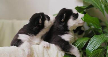 Siberian Husky puppies with distinctive facial markings peering over soft blanket. video