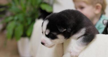 Adorable Husky Puppy With Child in Background video