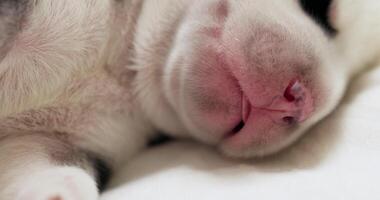 Close-up of sleeping puppy with black and white fur video