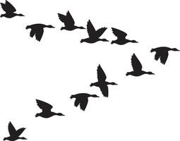 Flock of Flying Mallard Ducks Silhouette. Migrating Birds. Black and White. vector