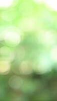 a blurry image of a green leafy background video