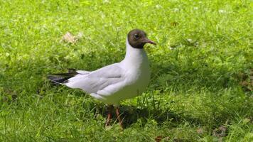A close-up view of a black-headed gull standing on lush green grass, showcasing its distinct black head and white body in a natural outdoor setting video