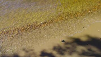 Crystal clear water gently lapping onto a pristine sandy shore, creating a tranquil and refreshing coastal scene. Ideal for beach, nature, and relaxation themes video