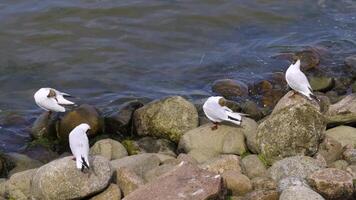 A group of seagulls resting and interacting on a stony shoreline by the water, depicting a serene coastal scene with natural wildlife behavior. video