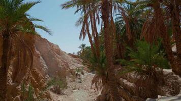 Narrow path through palm trees panoramic view in Tunisia. video