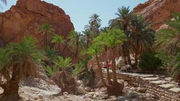African desert view of a valley with palm trees and beautiful mountains in Tozeur Governorate. video