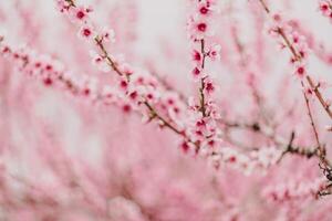 A peach blooms in the spring garden. Beautiful bright pale pink background. A flowering tree branch in selective focus. A dreamy romantic image of spring. Atmospheric natural background photo