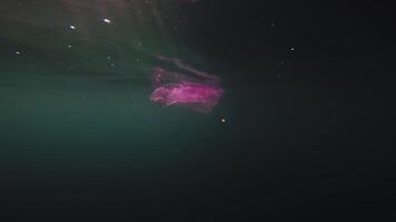 A purple package floats in the open ocean. Underwater photography. Pollution of the planet with plastics and human waste video