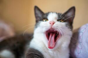 A cat is yawning and has its mouth open. The cat is on a bed and is looking at the camera. photo