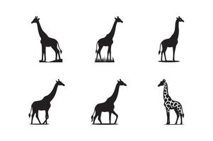 Giraffe Icon silhouette Set with editable . Set of giraffe icons in flat black color isolated on white background. vector