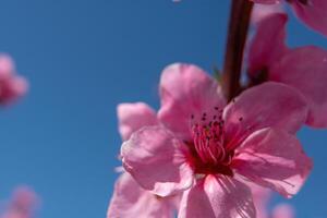 close up pink peach flower against a blue sky. The flower is the main focus of the image, and it is in full bloom. photo