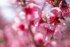 Pink flowers peach tree branch. The flowers are pink and have a delicate appearance. Concept of beauty and tranquility. photo