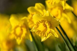 A bunch of yellow flowers with a blurry background. The flowers are in full bloom and are the main focus of the image. photo