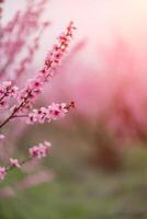 A peach blooms in the spring garden. Beautiful bright pale pink background. A flowering tree branch in selective focus. A dreamy romantic image of spring. Atmospheric natural background photo