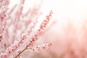 A peach blooms in the spring garden. Beautiful bright pale pink background. A flowering tree branch in selective focus. A dreamy romantic image of spring. Atmospheric natural background photo