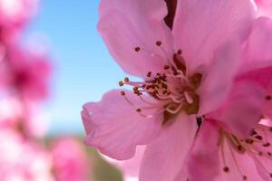 close up pink peach flower against a blue sky. The flower is the main focus of the image, and it is in full bloom. photo