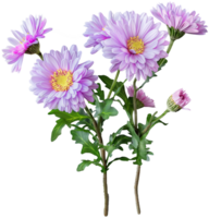 Aster Flower Clipart - Beautiful Aster isolated illustrations on a transparent background png
