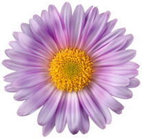 Aster Flower Clipart - Beautiful Aster isolated illustrations on a transparent background png