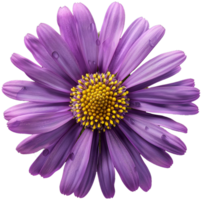 Aster Flower Clipart - Beautiful Aster isolated illustrations on a transparent background png