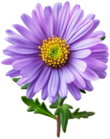 Aster Flower Clipart - Beautiful Aster isolated illustrations on a transparent background png