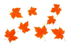 Bright colorful autumn leaves. nature photo