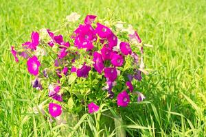 bright petunia flowers on a background of the summer landscape. photo