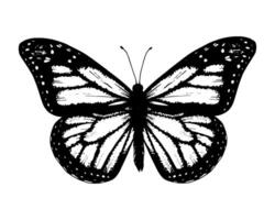 Butterfly monarch. Hand drawn illustration. Black and white graphic clip art on a background. Drawing of an insect with spread wings. Flying papilio sketch. For stickers or transfer tattoos vector