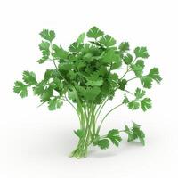 Cilantro isolated on white background photo