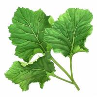 Mustard green isolated on white background photo