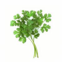 Cilantro isolated on white background photo