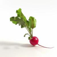 Radish isolated on white background photo