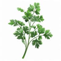 Cilantro isolated on white background photo