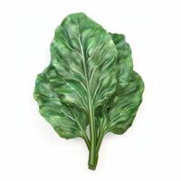 Chard isolated on white background photo