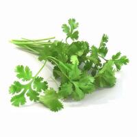 Cilantro isolated on white background photo
