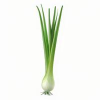 Scallion isolated on white background photo