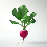 Radish isolated on white background photo