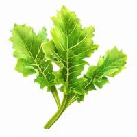 Mustard green isolated on white background photo