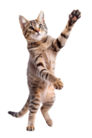 A cat wiggles its grip on its arm to grab something, isolated on a translucent background png