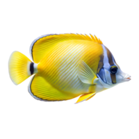 Lemon Butterflyfish isolated on a translucent background png